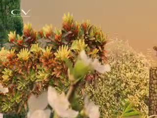 CV final cut-H.264 - Webcasting