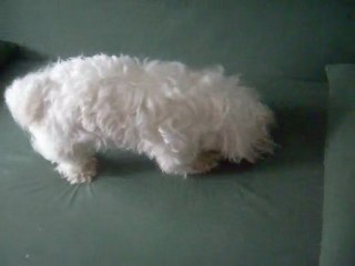 My maltese Lucy ! <33