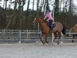 Vertical oxer