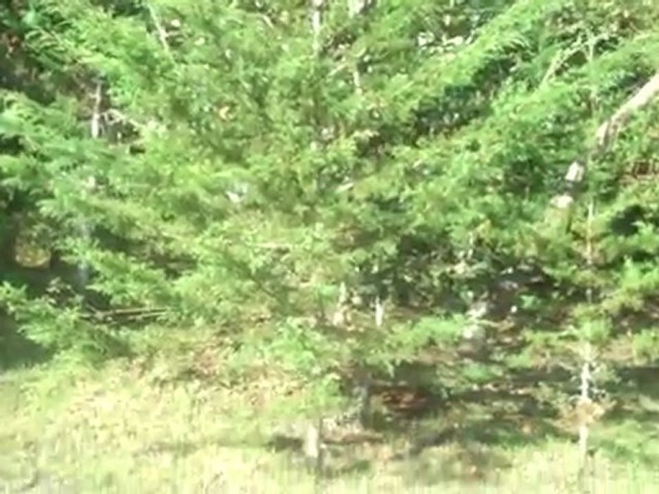 A Little About Greg Nemer