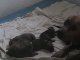 tosa inu stenatka-kiwisan