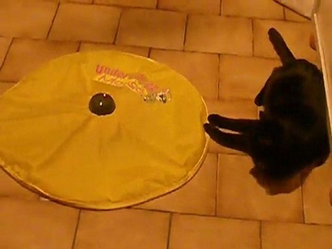 JEU POUR CHAT : LA SOURIS INTERACTIVE