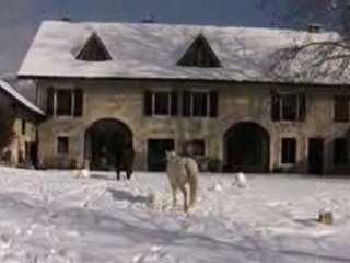 lancelot & alizee au galop dans la neige :)