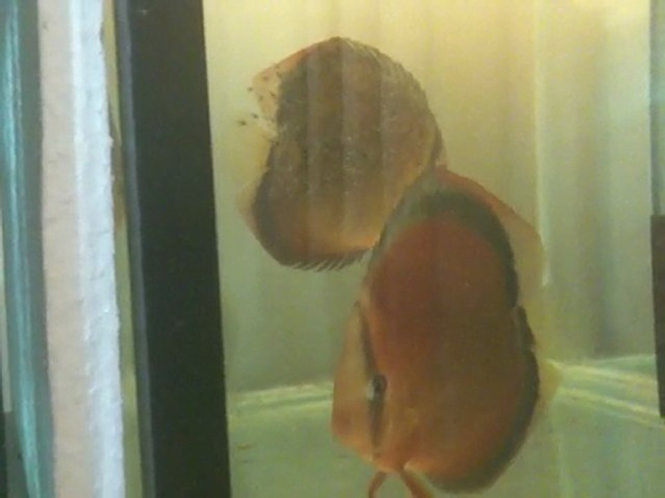 rose red has torunlarım