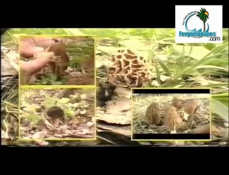 Τα μανιτάρια της Ελλάδας