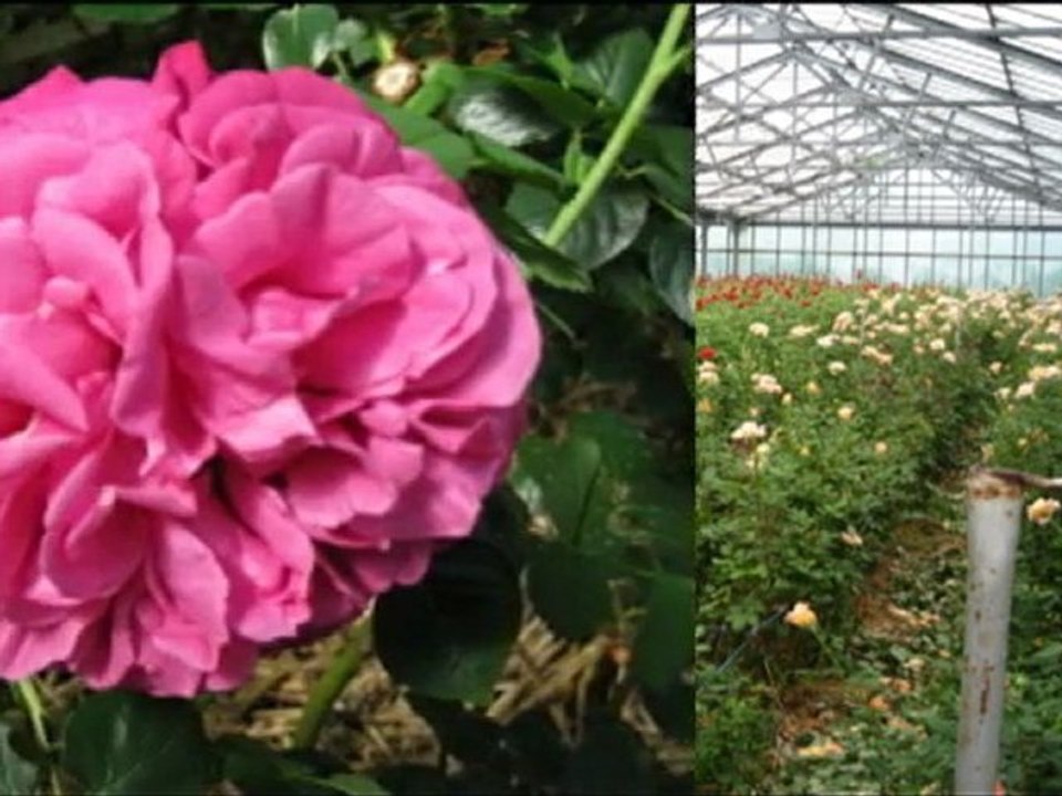 rien que des roses
