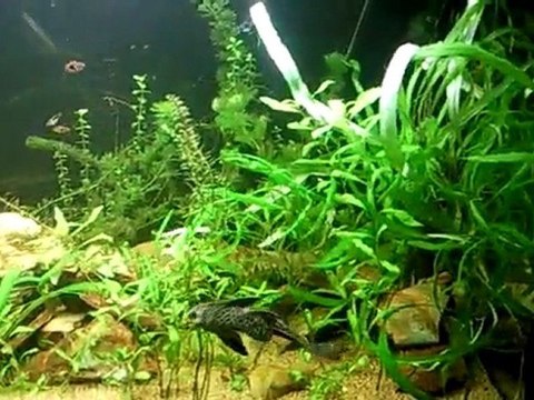 Mon aquarium 525l brut bulle des plantes