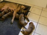 video des chiots à 18 jours malinois des bergueloups