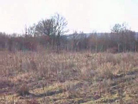 VENERIE DU LIEVRE : la chasse