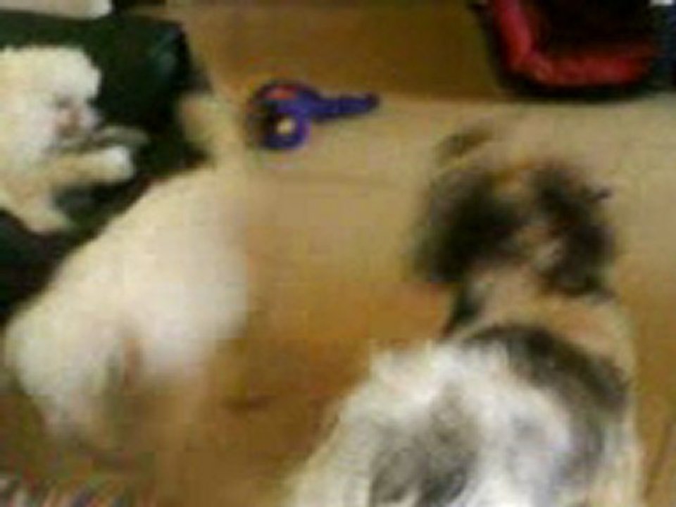 Shana et son tonton tresor ( alias zozor )