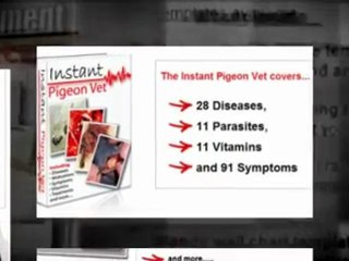 The Best Tips and Tricks In Pigeon Racing