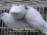 American White Parrotlet Females  