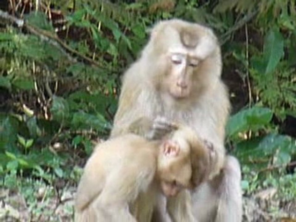 Thailande Est Maman singe cherche poux bebe singe