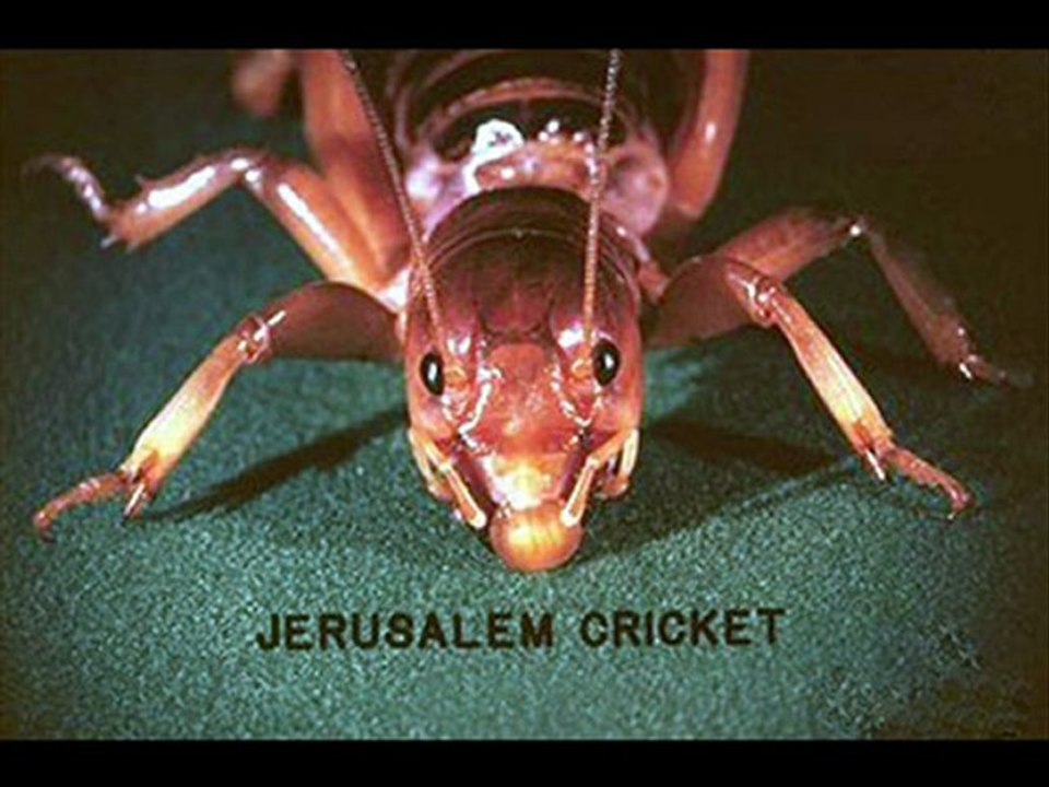 Pest Control Austin TX - Extermination & Pest Control Servi