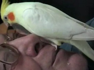 MA PERRUCHE ZOOKY  DENTISTE