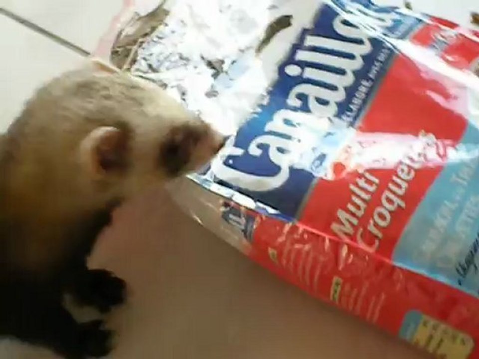 mon furet