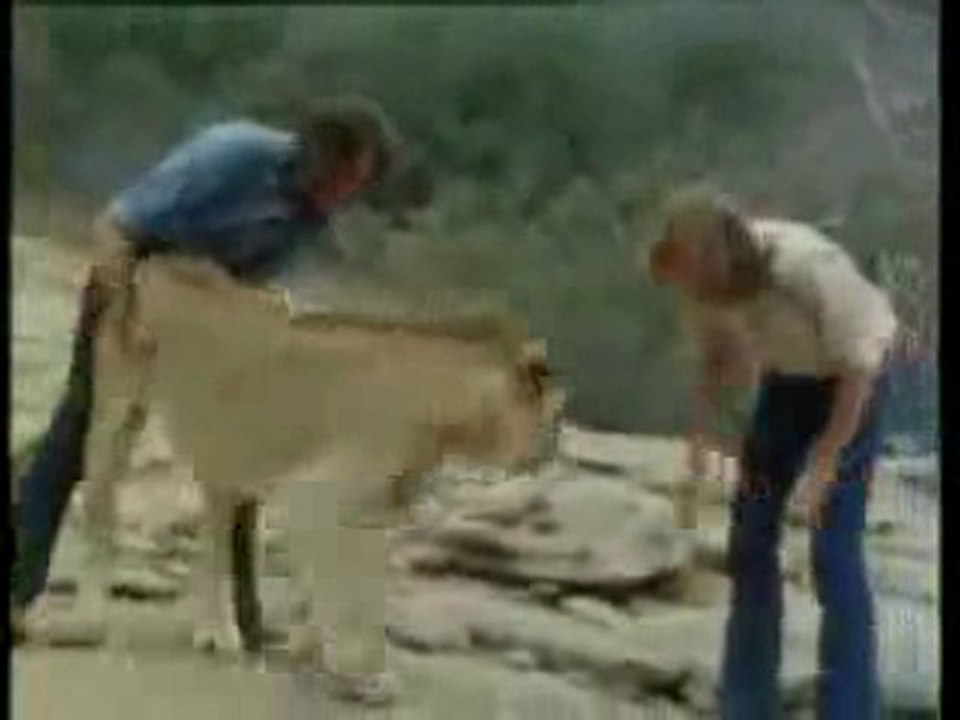 Christian the lion Reunion.. London Lion reunited in Africa