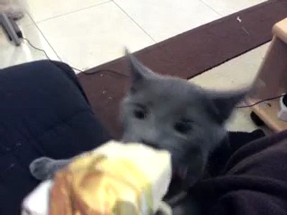 voleur de glace