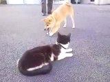 Cane cerca di portare gatto a passeggio