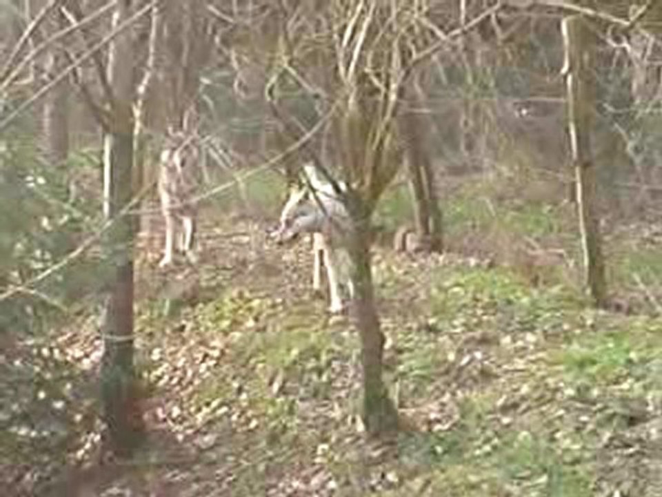 V190380_20.52