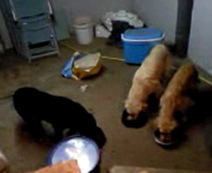 Vidéo0071