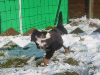 les chiots dans la neige