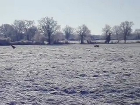 Berger de la Serra de aires en promenade