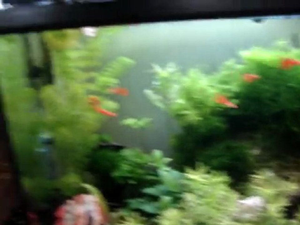 Full red Lepistes akvaryumu