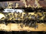 anasız kalmış arılar (kraliçesiz kalmış)