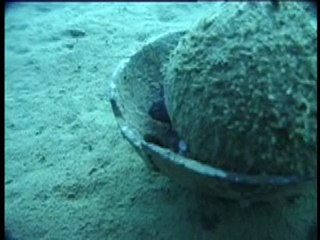 Le poulpe et la noix de coco