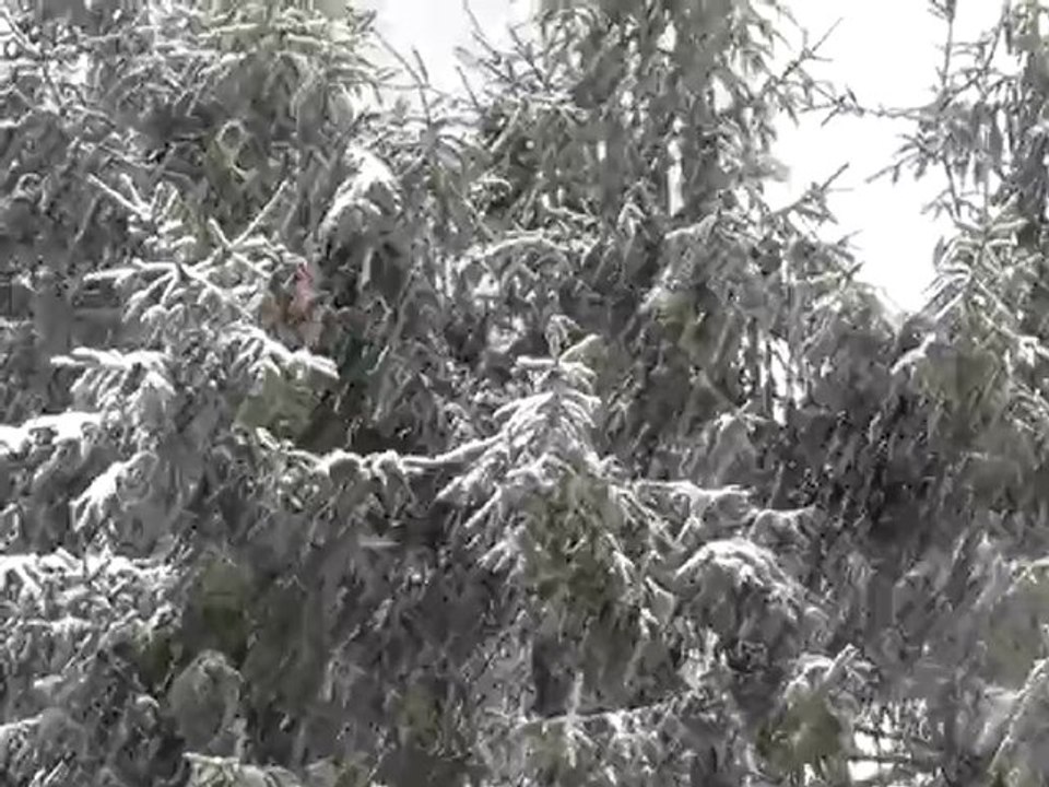 de saison