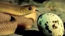How Snake eats egg
