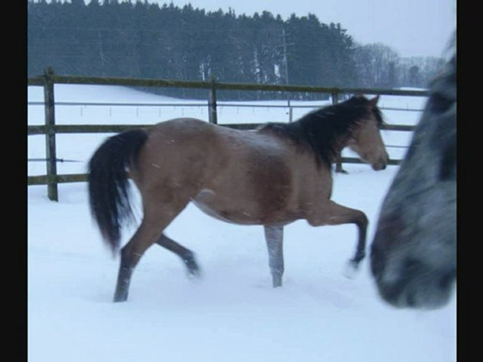 Mes chevaux dans la neige