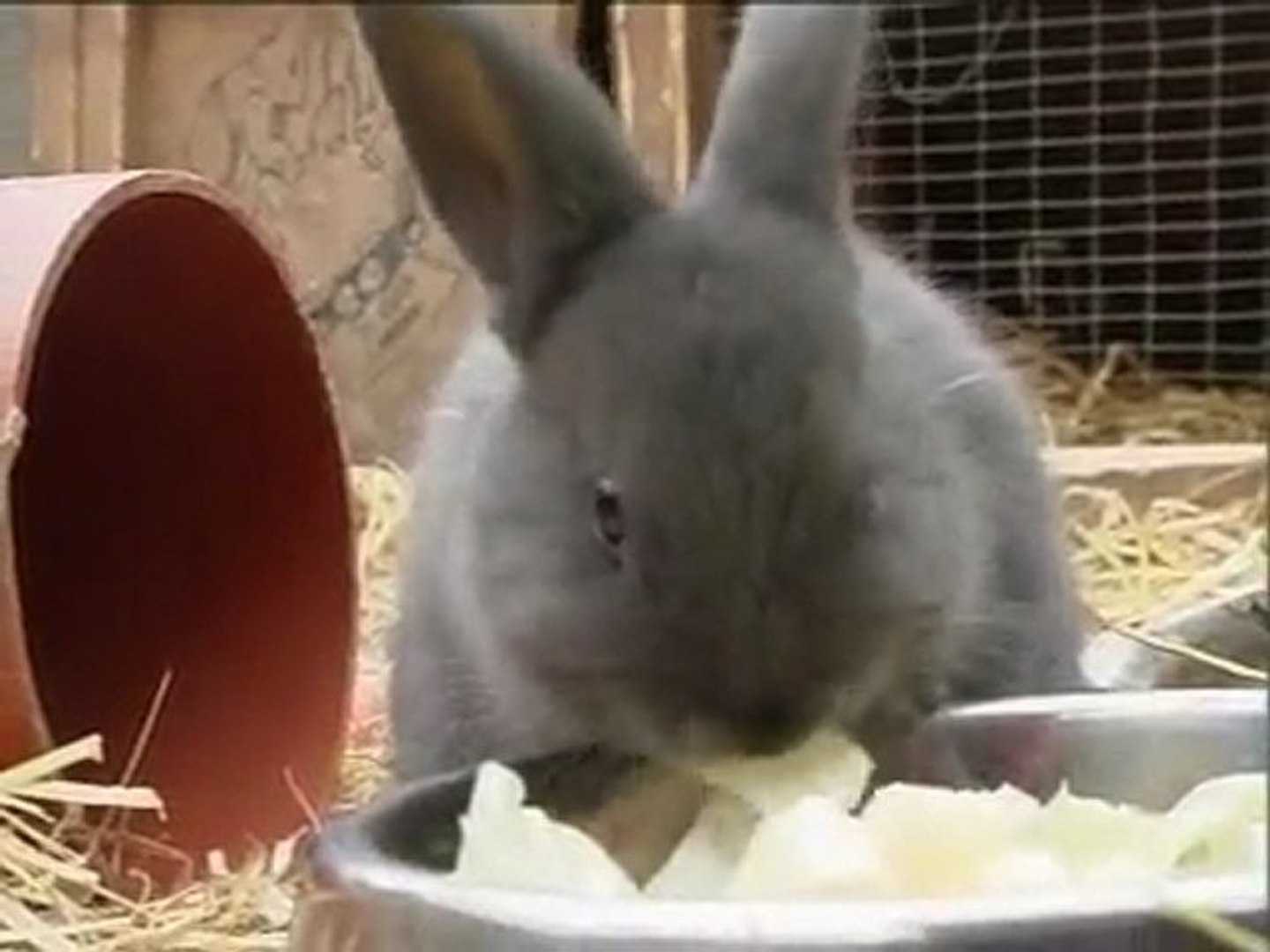 unwanted rabbits