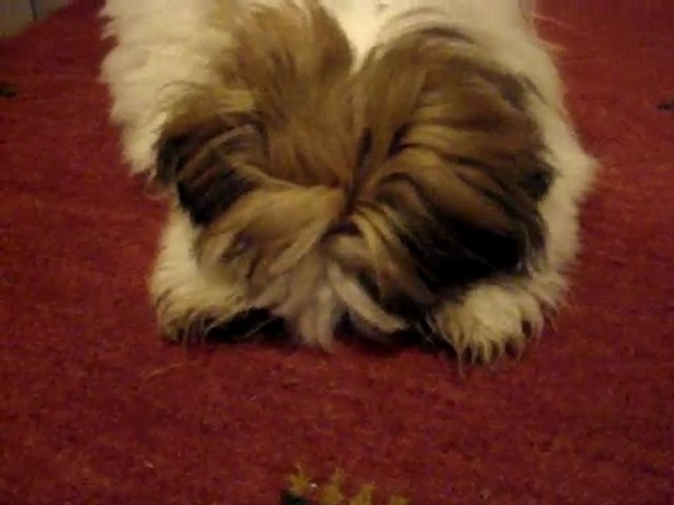 ELIOT LE PETIT SHIH TZU