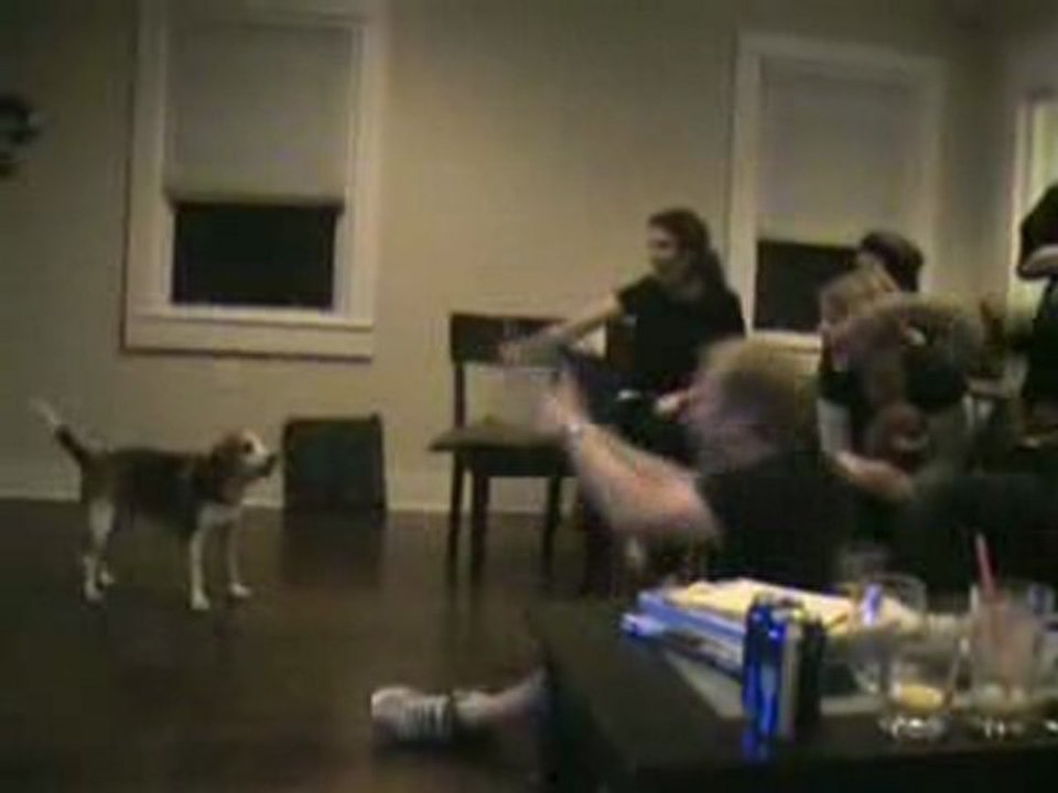 Chien fan supporter trop marrant