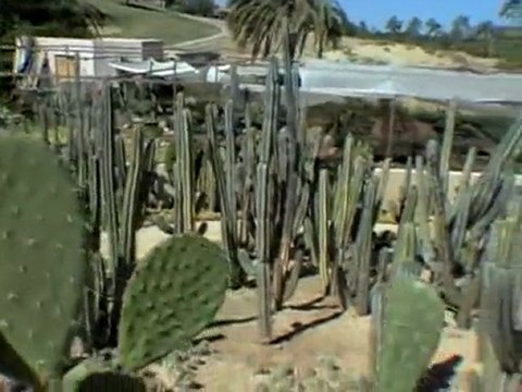 PRESIDENTE LOS CABOS RESORT Around the Hotel