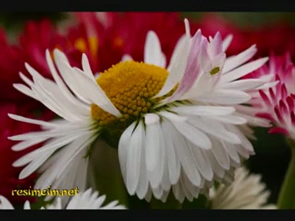 Orhan Ölmez - Açma Zülüflerin Yar Yar