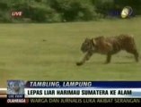 Deux tigres de Sumatra de retour à la jungle