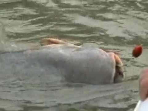 Silure Club Rhodanien : Initiation pêche à l'octopus pour le SCR ( Yonne )