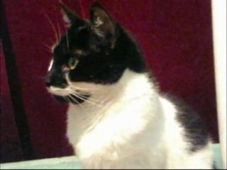 Daisy The Cat Watching Horror Film