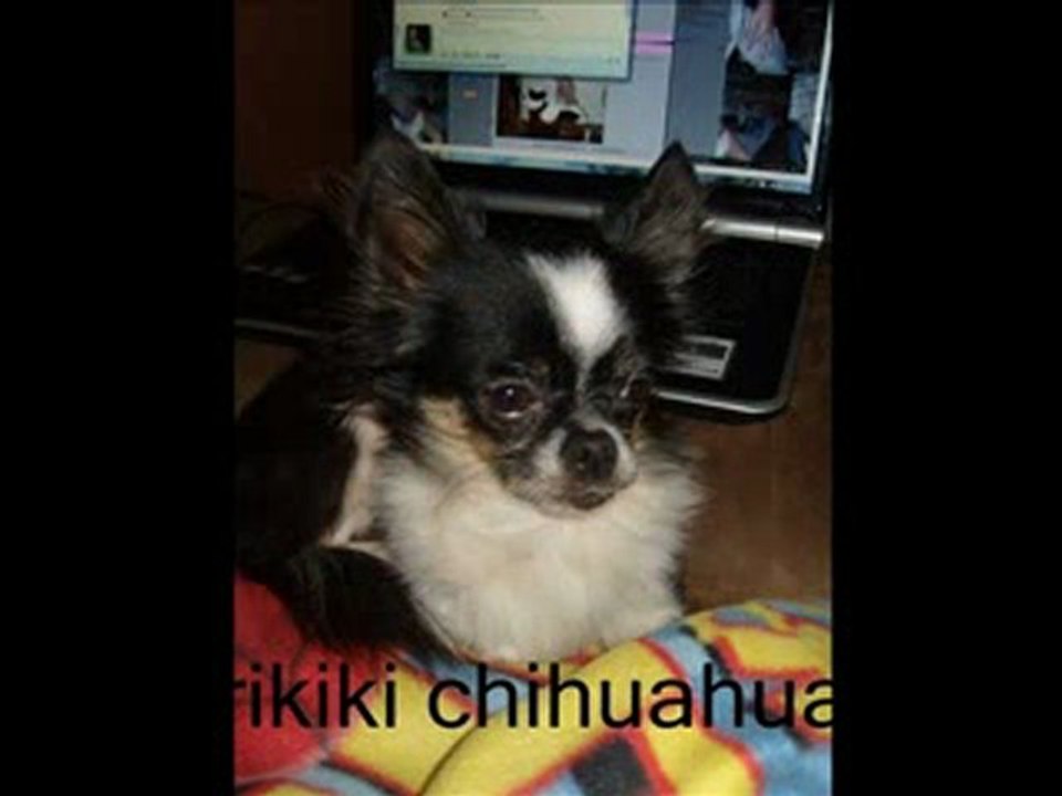 mes animaux