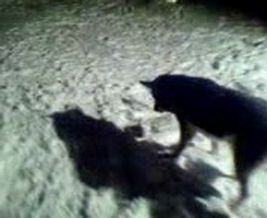 MOV00011