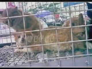 stop animal abuse