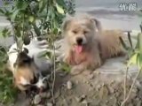 Dogs- Female dog killed, Male dog stayed