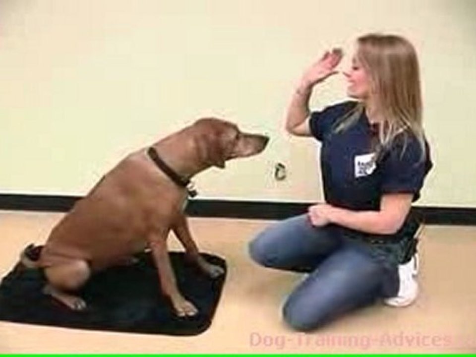 Dog Tricks -