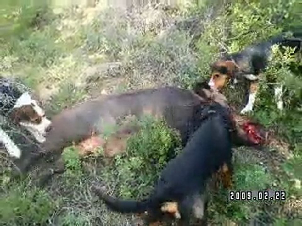 efehunter35-02 22 2009 Balıklıova domuz avımız....