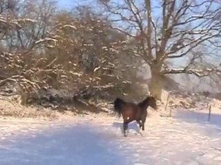 chevaux dans la neige 2010
