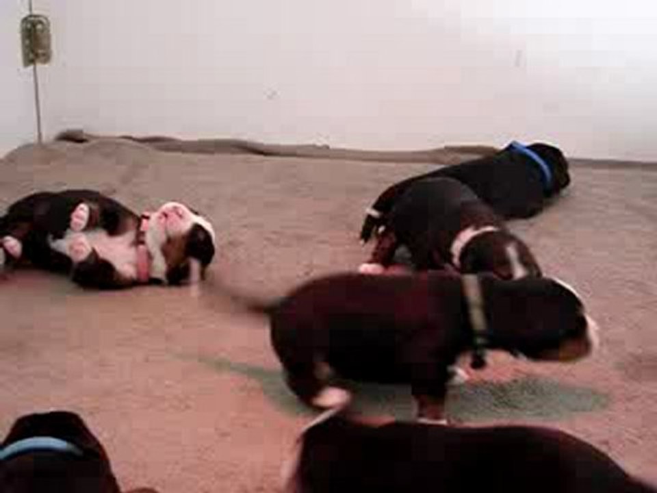 Portée Ceenah x Djazz - les bébés ont 10 jours