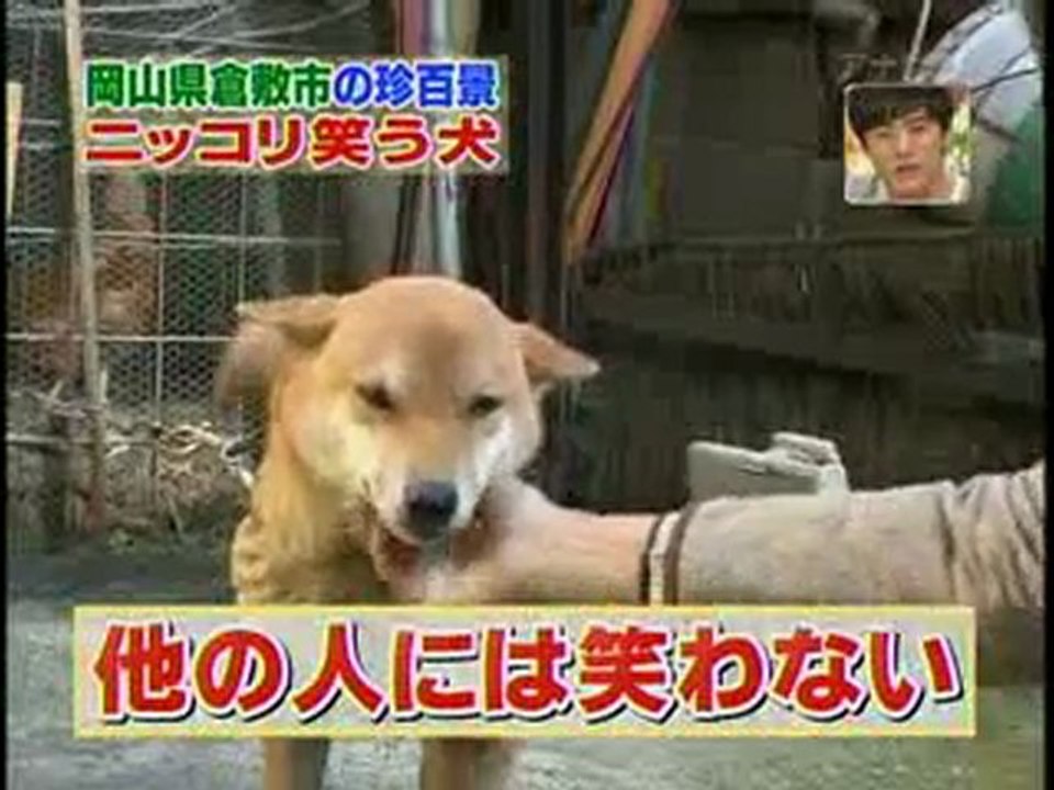 Ce chien japonais a le sourire quand il est content.